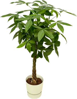 Image without description