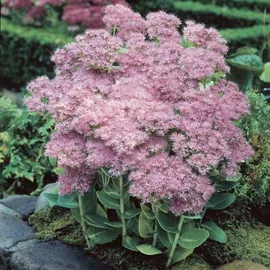 Image without description