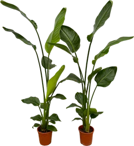 Image without description