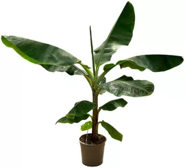 Image without description