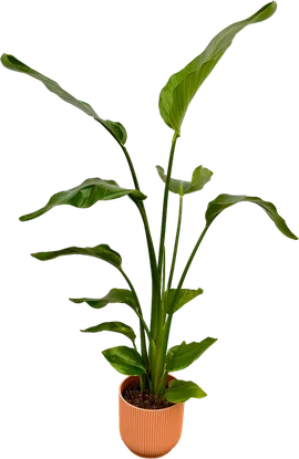 Image without description