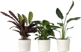 Image without description