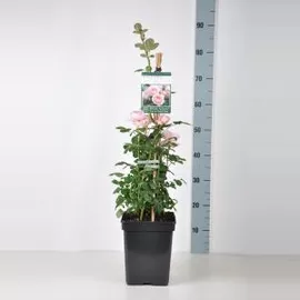 Image without description
