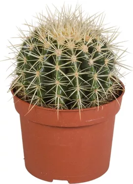 Image without description