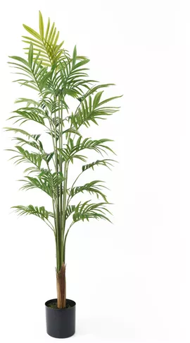 Image without description