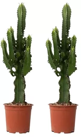 Image without description