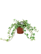 Image without description
